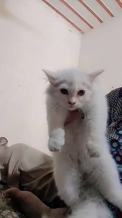 kitten available for sale