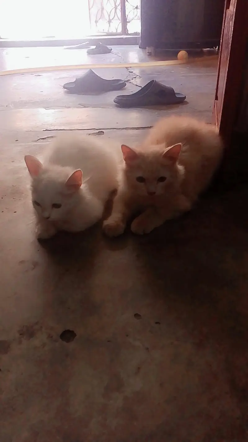 kitten available for sale — photo 2
