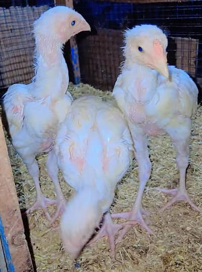 heera Aseel chicks hen male