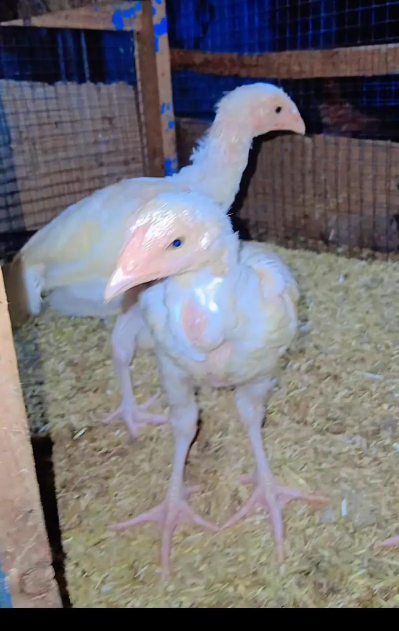 heera Aseel chicks hen male — photo 2