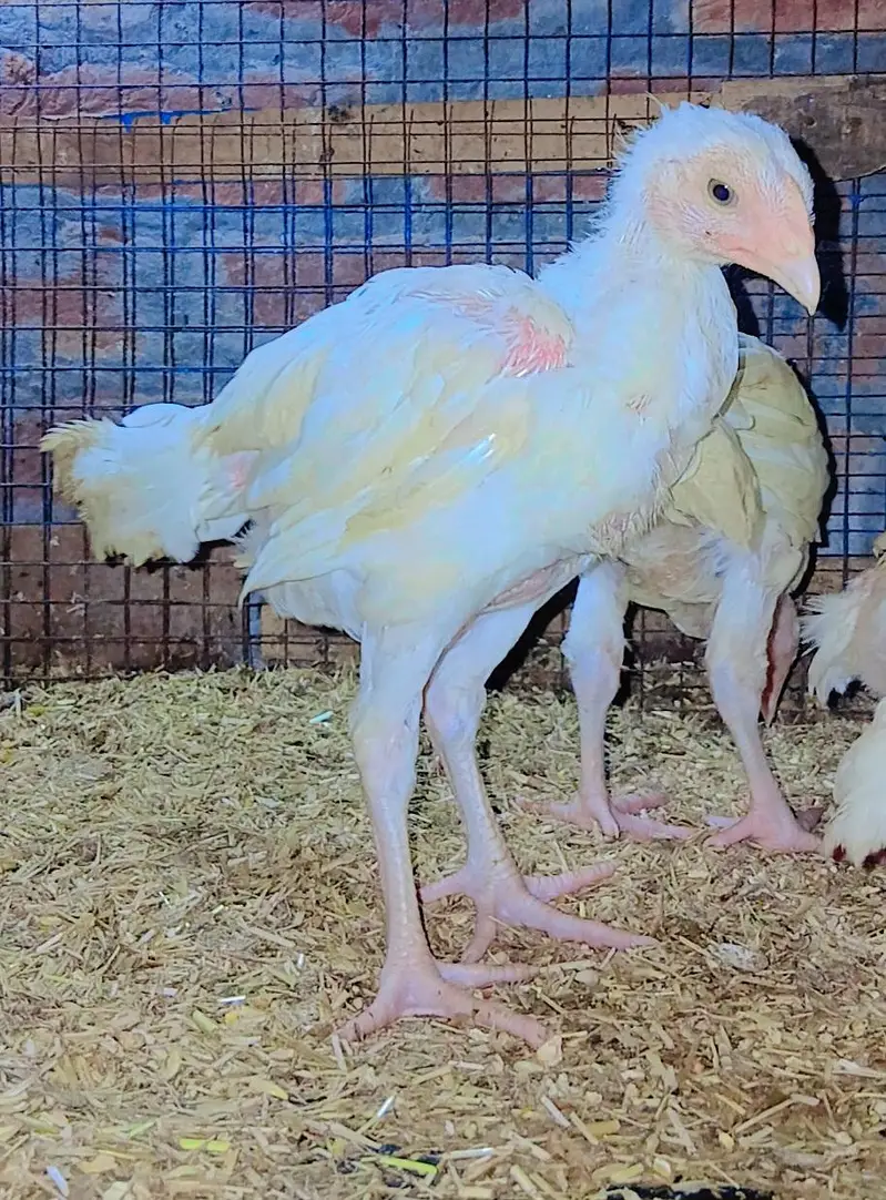 heera Aseel chicks hen male — photo 3