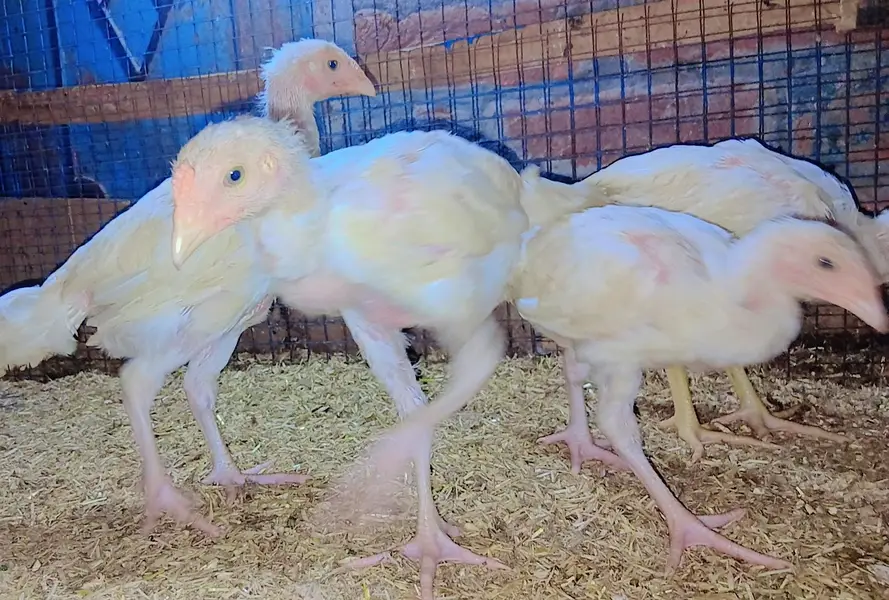 heera Aseel chicks hen male — photo 4