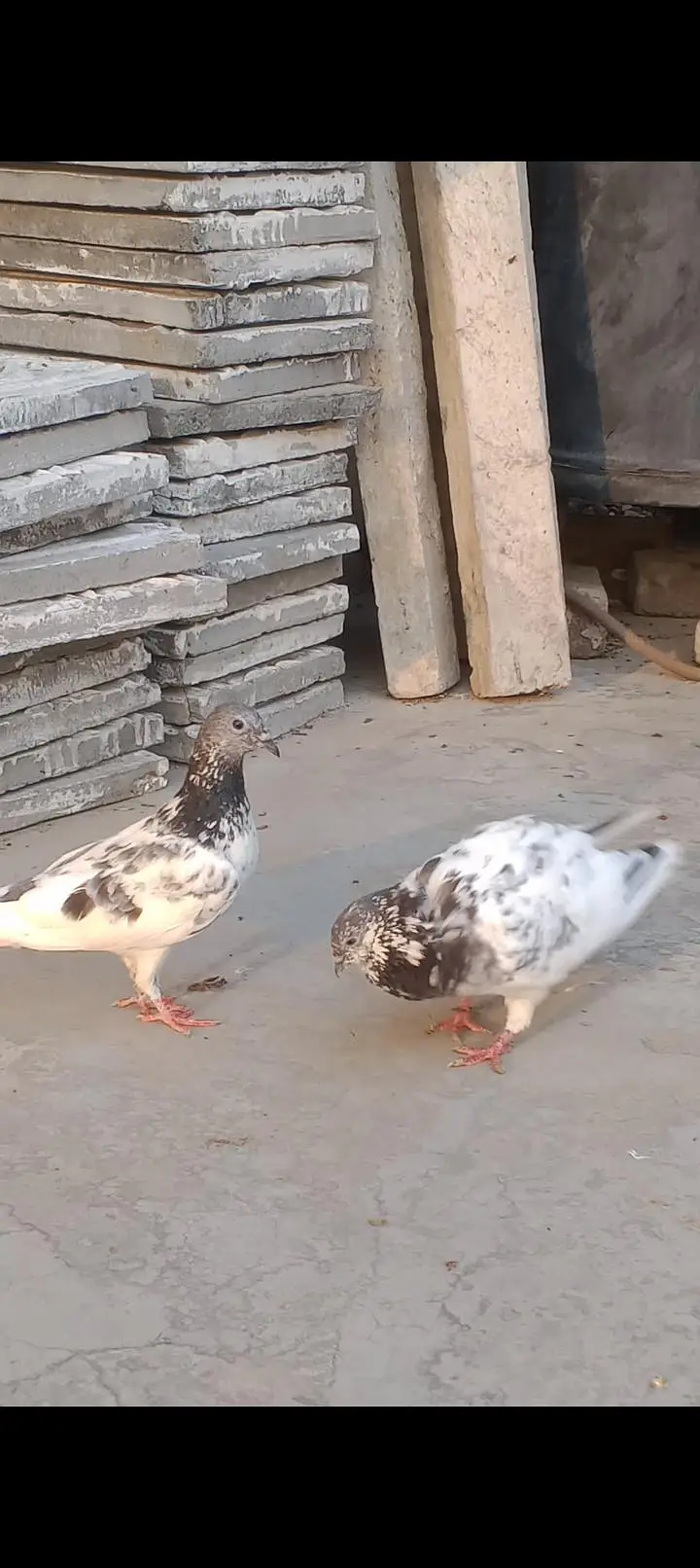 chhat wala quality kabooter pair for sale in Gujrat — photo 2