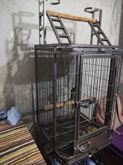parrot pinjara raw parrot gray parrot etc