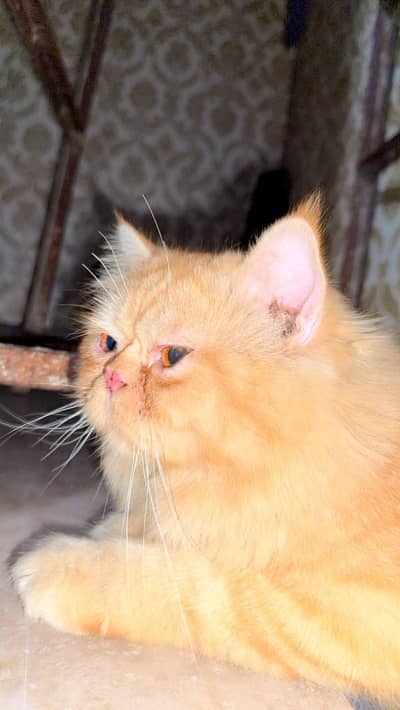  2 Years Old Male Persian Cat for Sale | Beautiful Brown Color