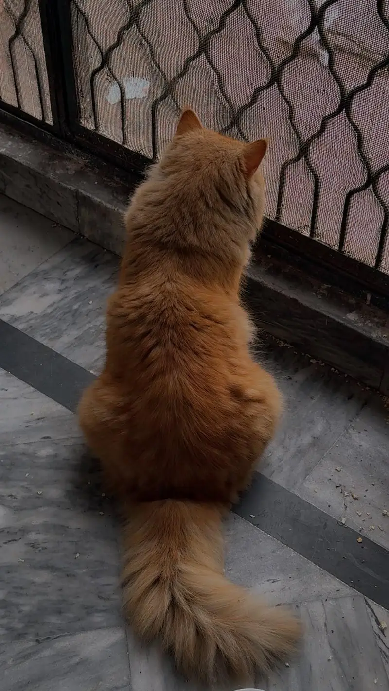  2 Years Old Male Persian Cat for Sale | Beautiful Brown Color — photo 2