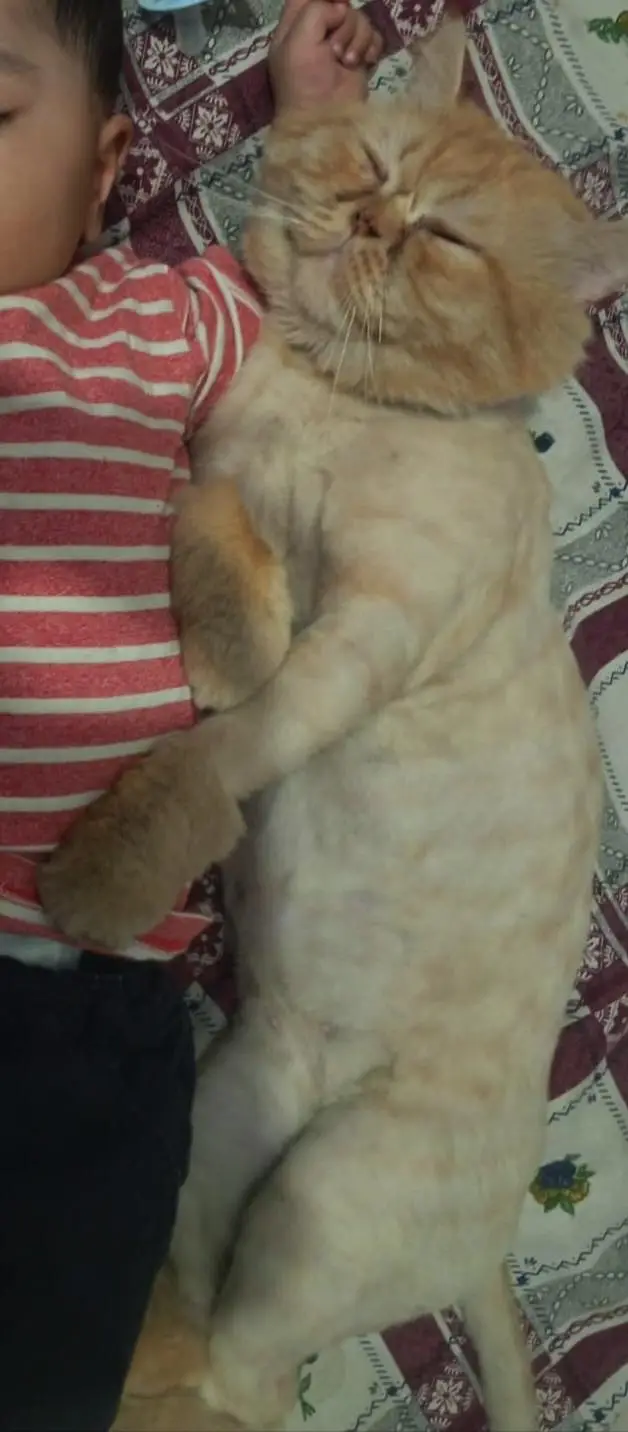  2 Years Old Male Persian Cat for Sale | Beautiful Brown Color — photo 3