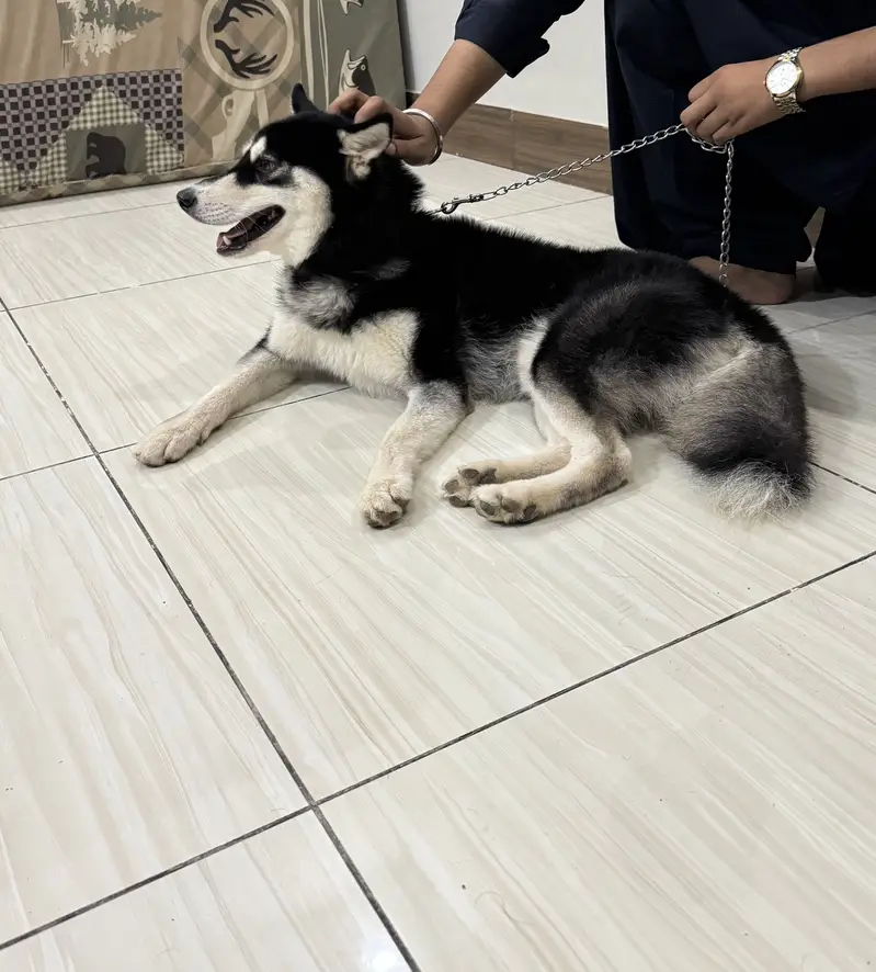 Rocky — photo 2
