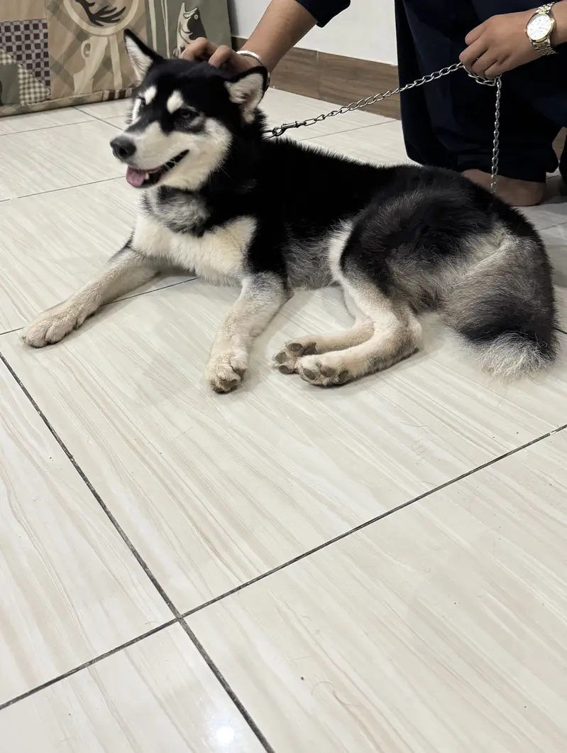 Rocky — photo 3