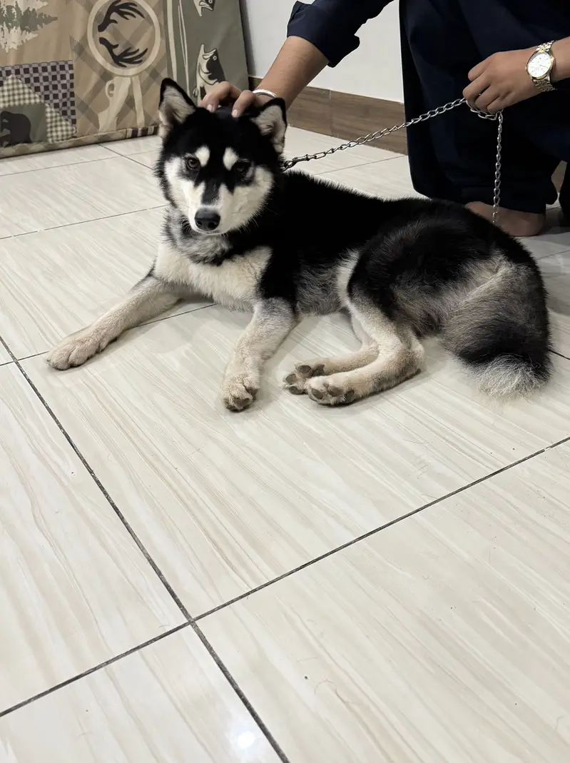 Rocky — photo 4