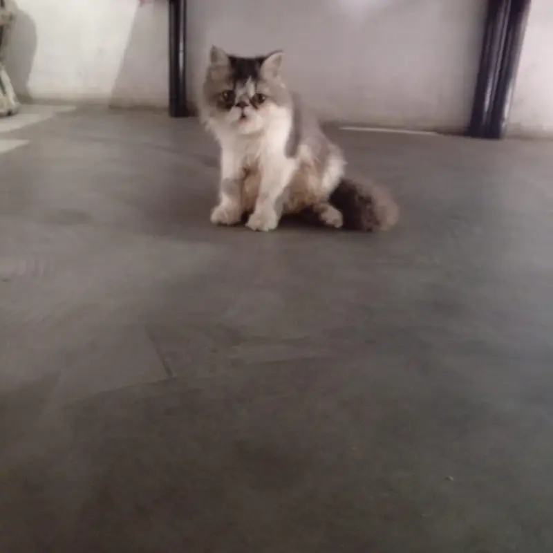 cate male And female — photo 2