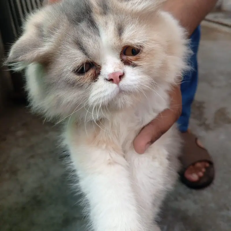 cate male And female — photo 3
