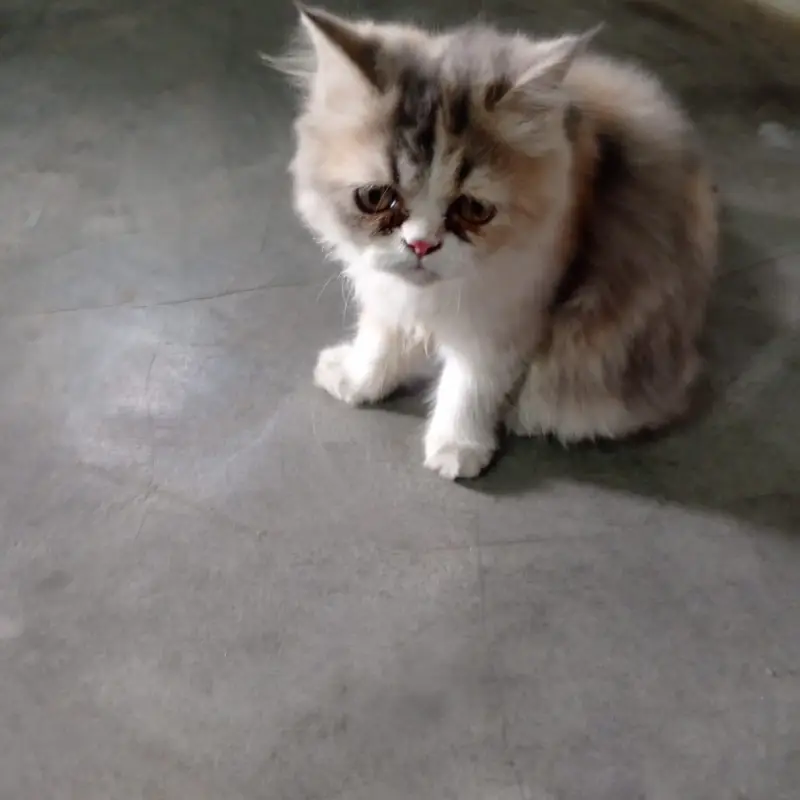 cate male And female — photo 4