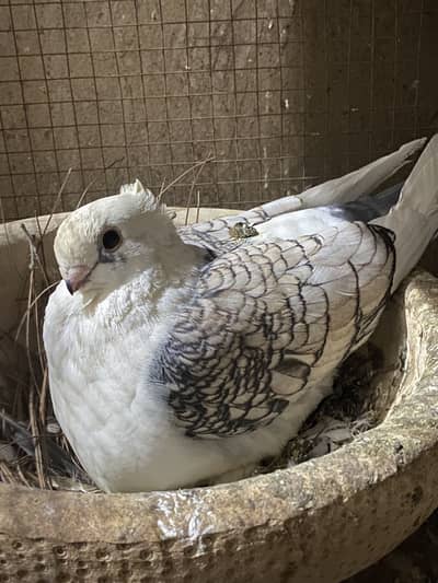 All breeder pair for sale egg laying 03364157372 whattspp
