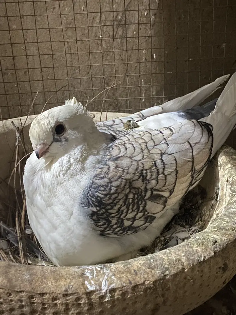 All breeder pair for sale egg laying 03364157372 whattspp