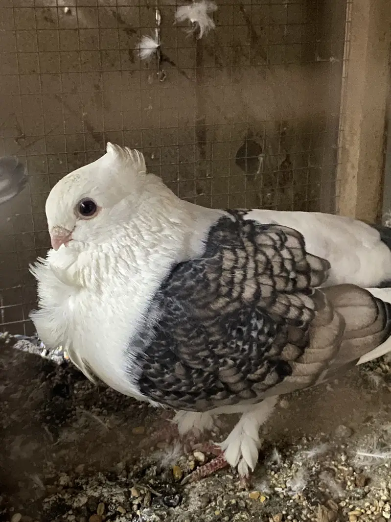 All breeder pair for sale egg laying 03364157372 whattspp — photo 2