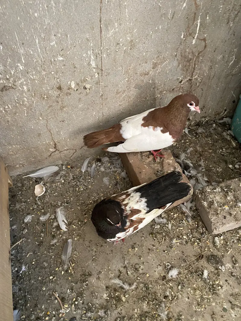All breeder pair for sale egg laying 03364157372 whattspp — photo 3