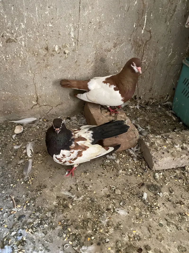 All breeder pair for sale egg laying 03364157372 whattspp — photo 4