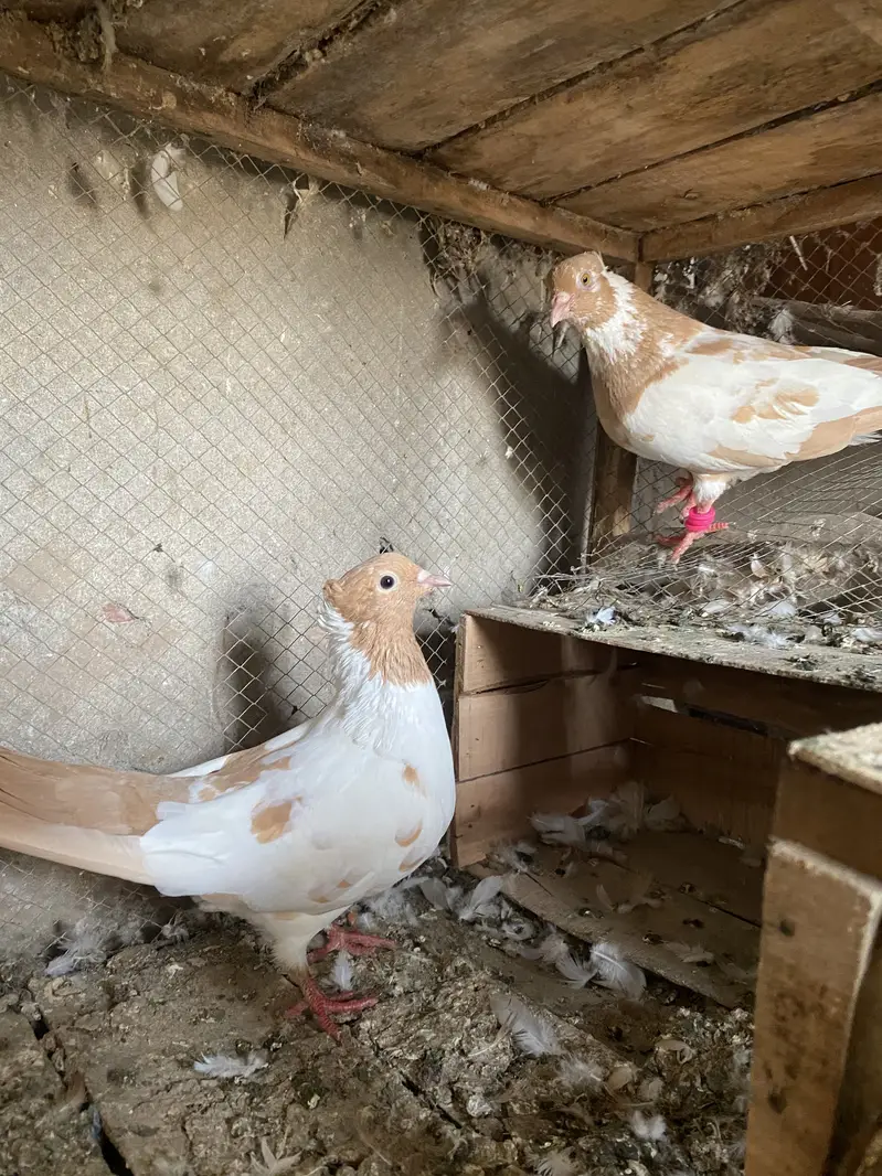 All breeder pair for sale egg laying 03364157372 whattspp — photo 5