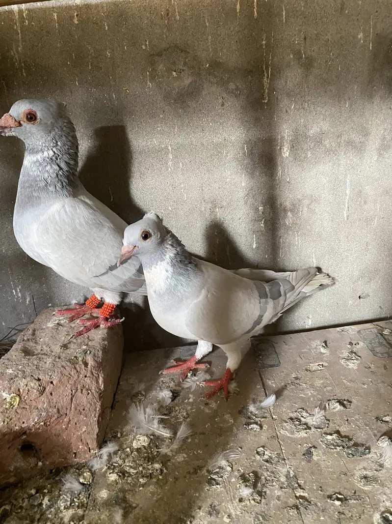 All breeder pair for sale egg laying 03364157372 whattspp — photo 6