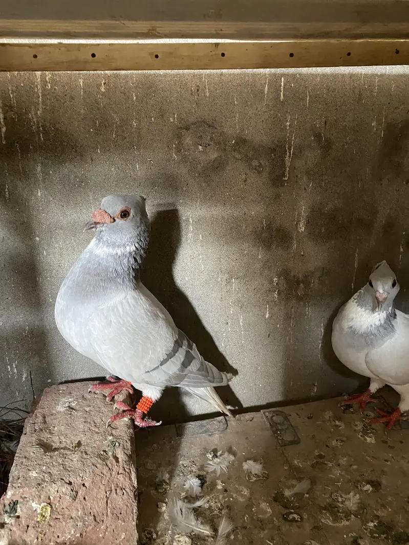 All breeder pair for sale egg laying 03364157372 whattspp — photo 7