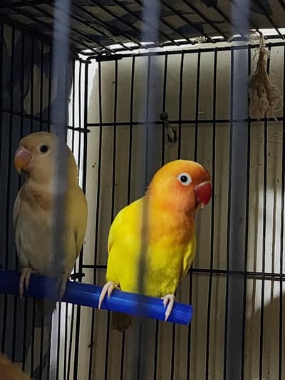 love Birds with chicks