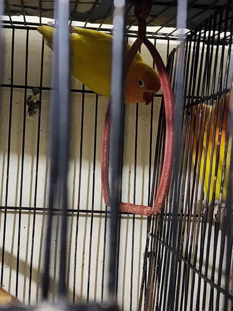 love Birds with chicks — photo 2