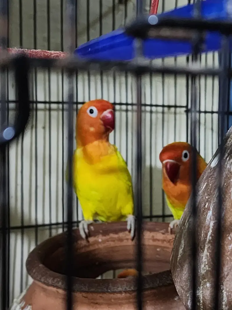 love Birds with chicks — photo 3