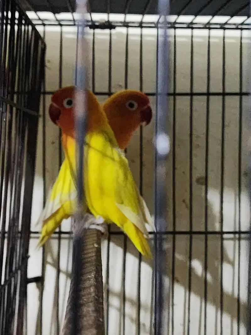 love Birds with chicks — photo 4