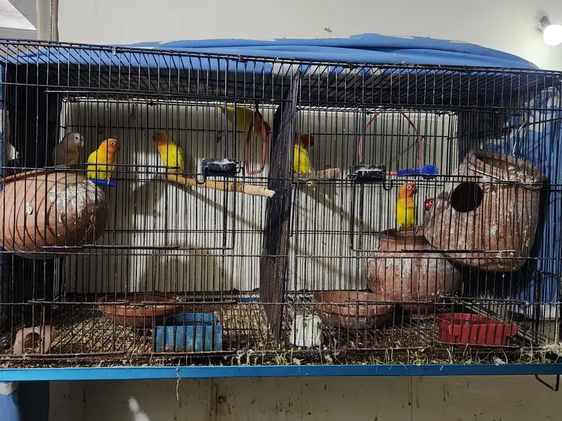 love Birds with chicks — photo 5
