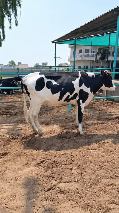 Cows for Sale| Cholistani and Holestian Friesian Cow | Pregnant cow