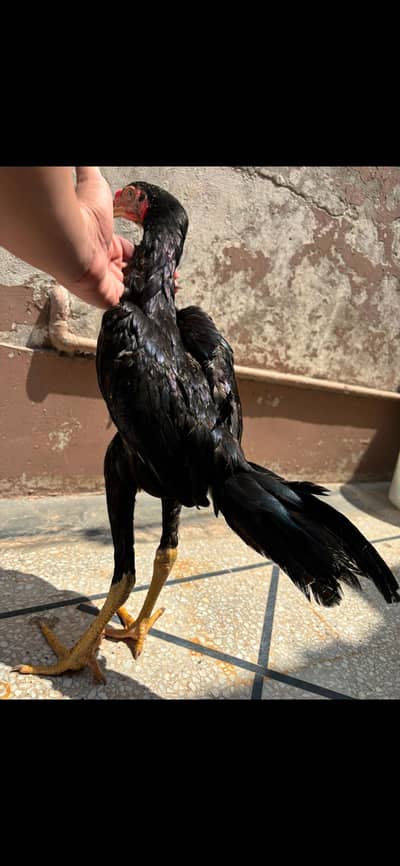Thai cross and mianwali cross | 5 Aseel chicks | 6 months | Home