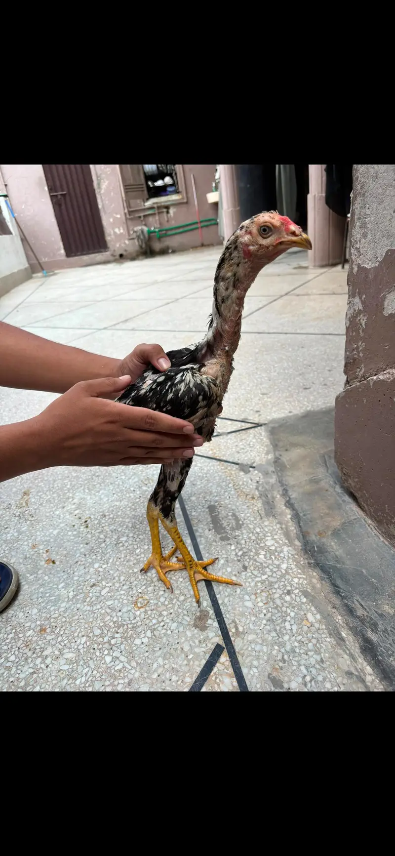 Thai cross and mianwali cross | 5 Aseel chicks | 6 months | Home — photo 3