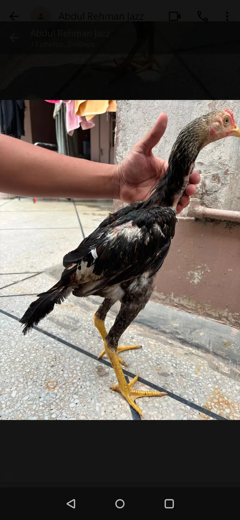 Thai cross and mianwali cross | 5 Aseel chicks | 6 months | Home — photo 4
