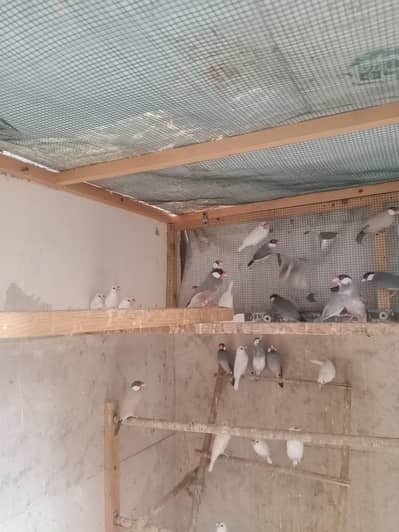 Java and love birds