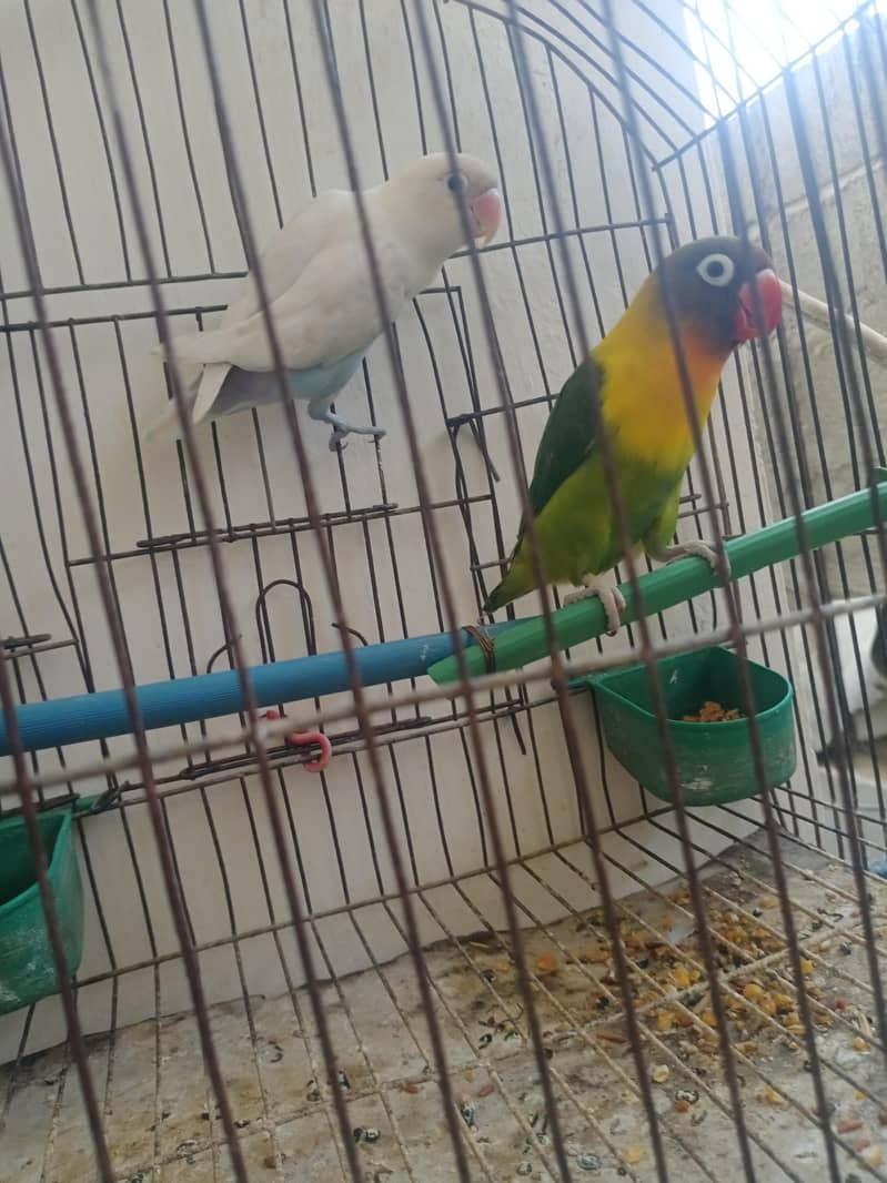 Java and love birds 1