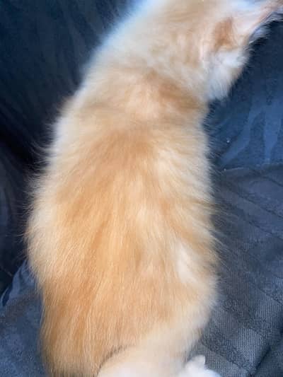 Persian Cat