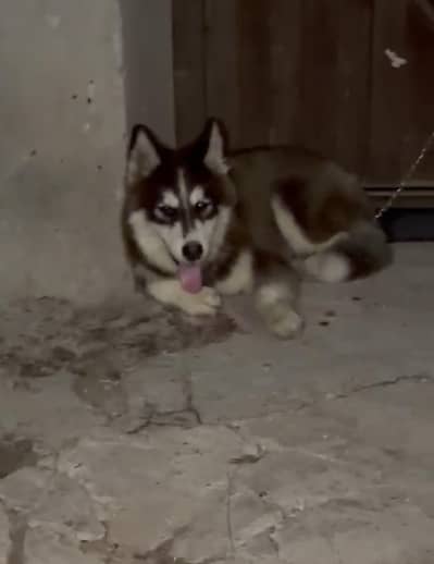 husky puppy for sale