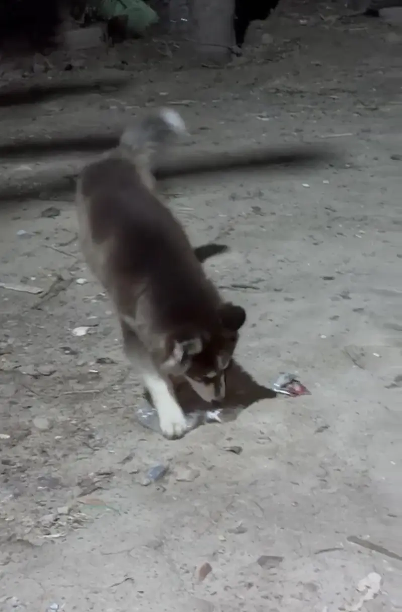 husky puppy for sale — photo 2
