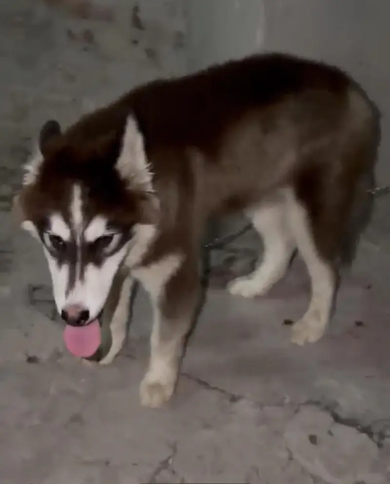 husky puppy for sale — photo 4