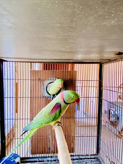 Raw Breeder pair
