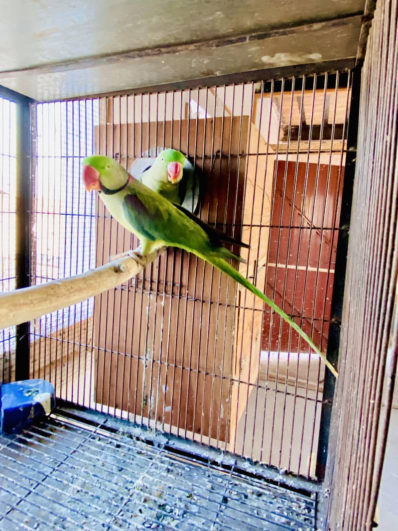 Raw Breeder pair 1