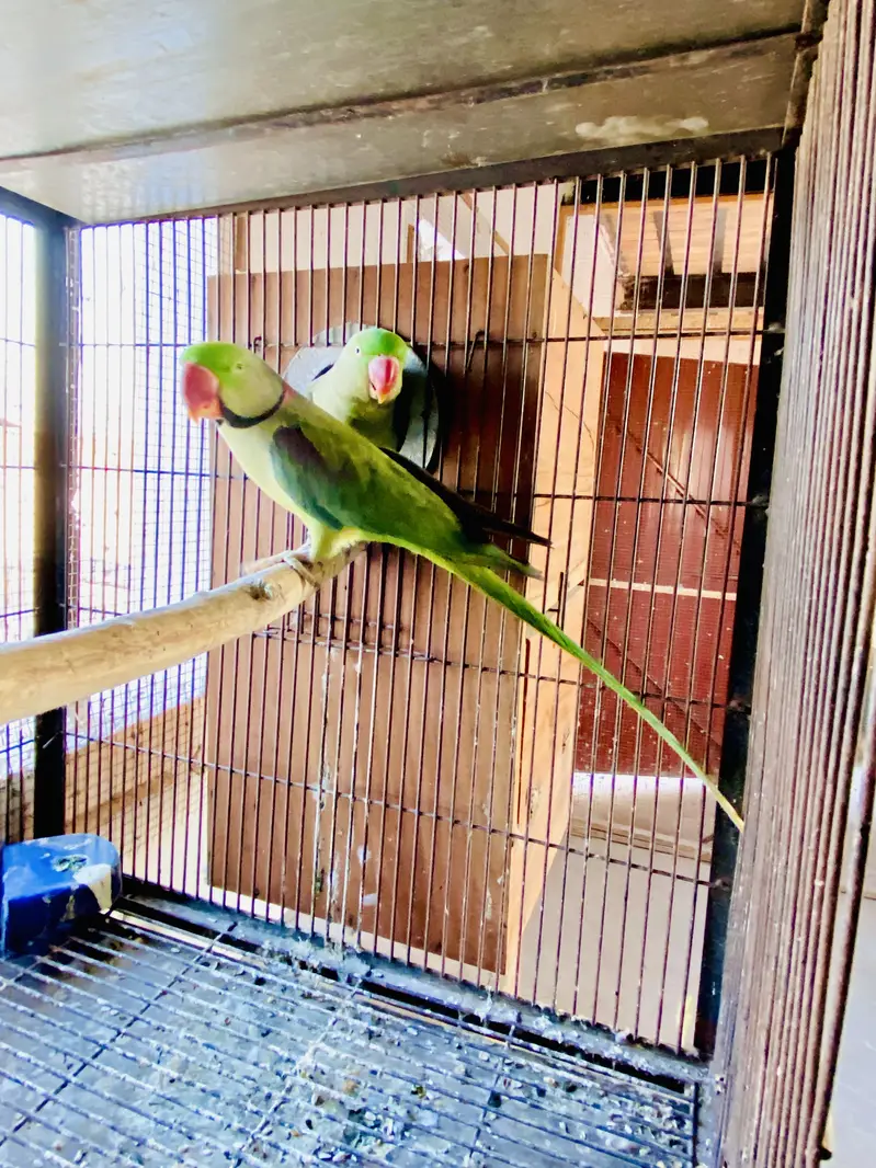 Raw Breeder pair — photo 2