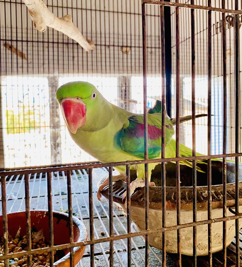 Raw Breeder pair 2