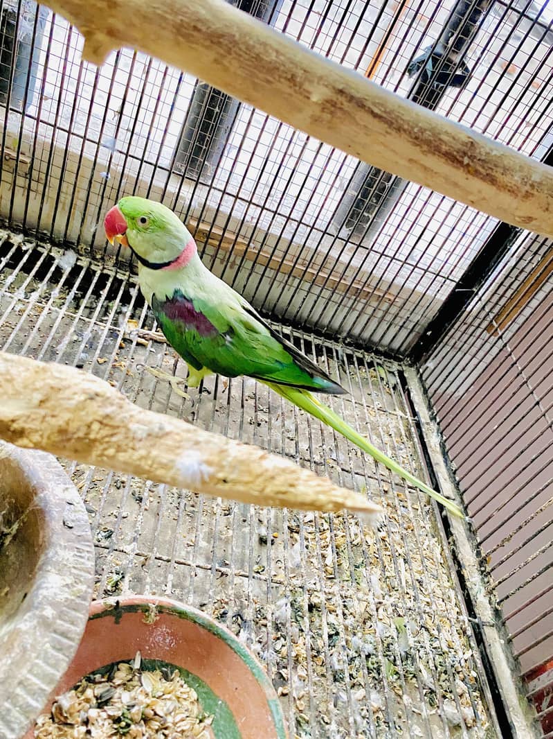 Raw Breeder pair 3