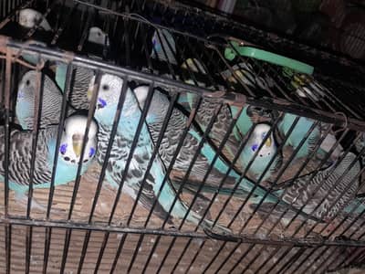 budgies pairs ready to breed
