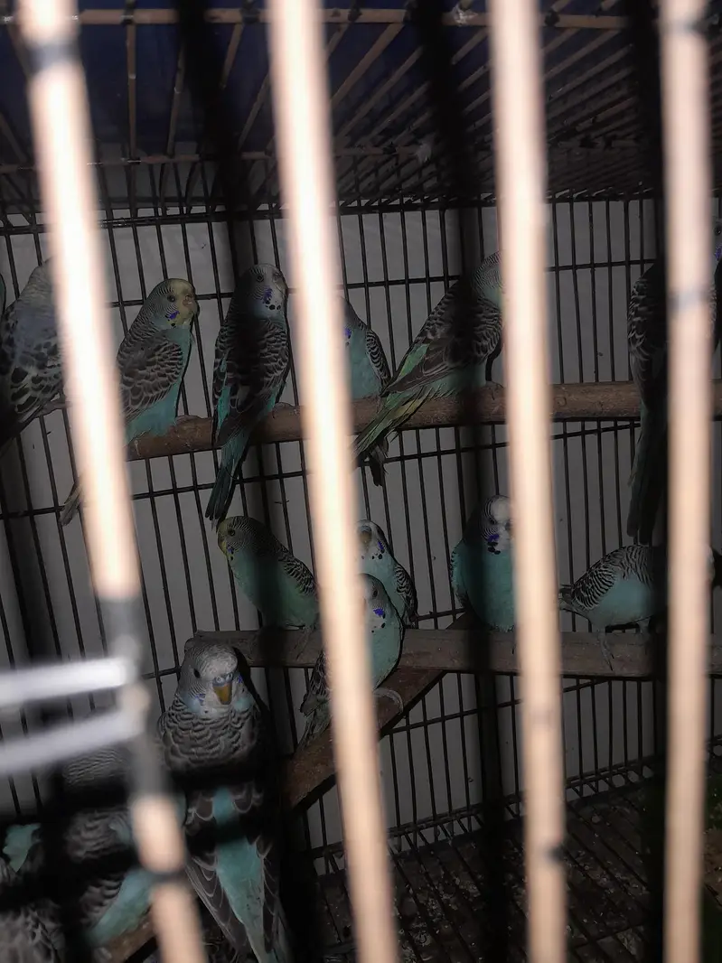 budgies pairs ready to breed — photo 2