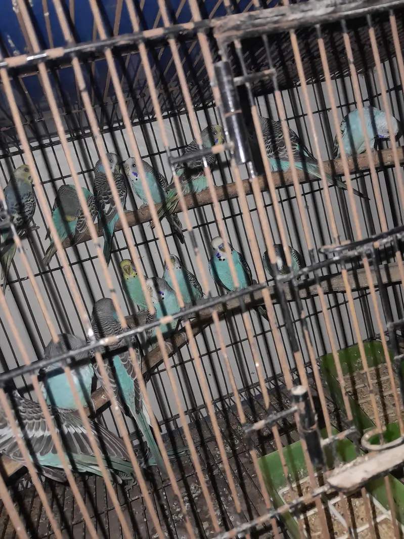 budgies pairs ready to breed — photo 3