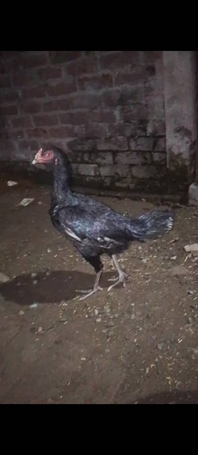 aseel