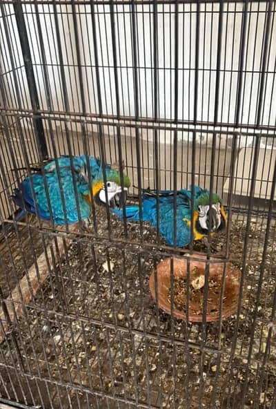 blue macaw parrot chicks for sale 0326/5946/493